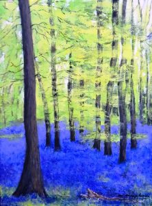 A forest fo tree with a bluebell floor.