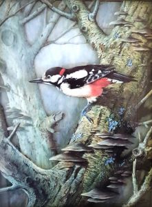 Black and white bird, a Great Spotted Woodpecker, sitting on the mossy branch of a tree.